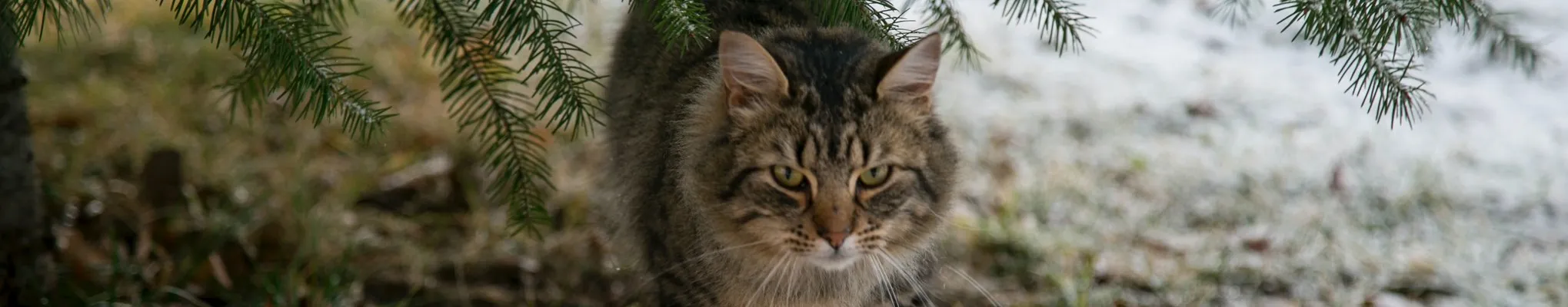 Feral Cat