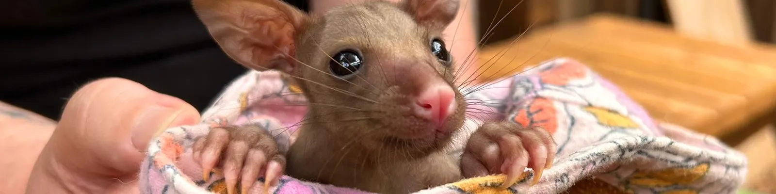 Joey rescue