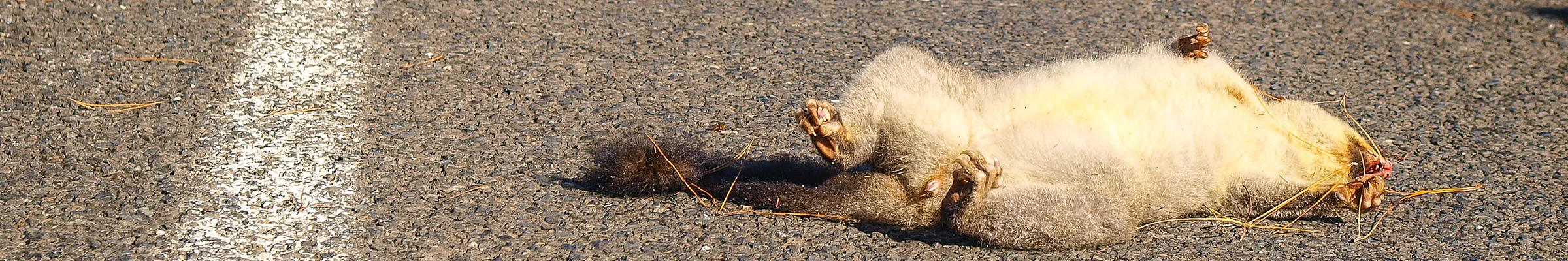 Dead possum on the road