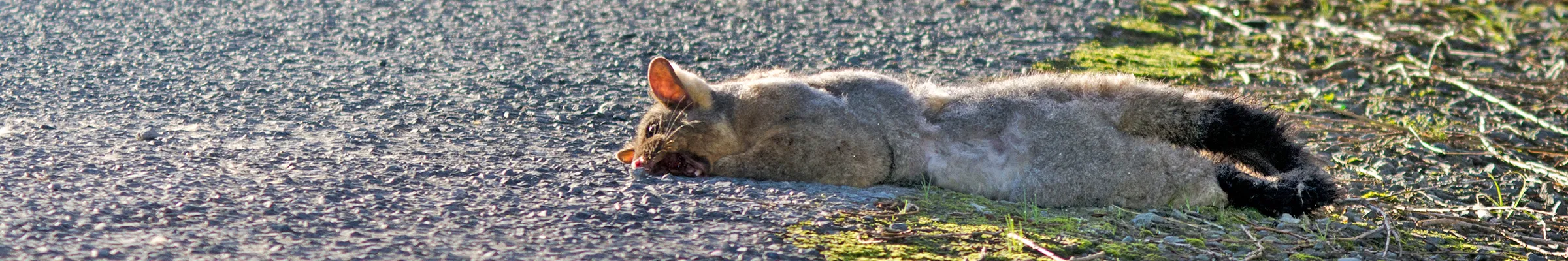 Dead possum on the road