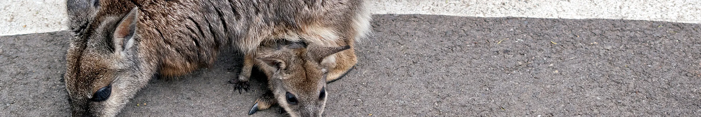 Wallaby and joey on the road