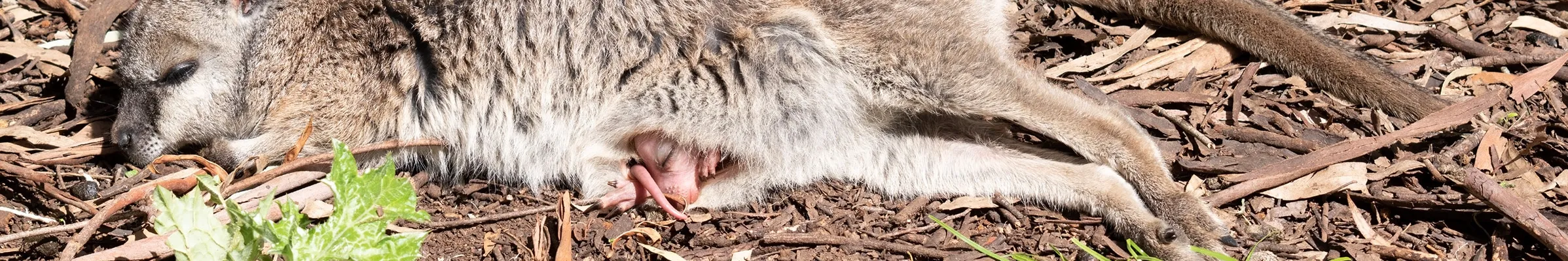 Wallaby and joey