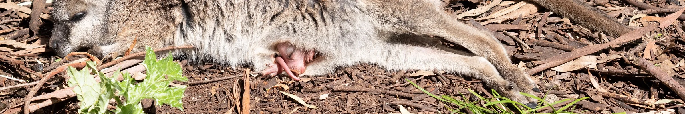 Wallaby and joey