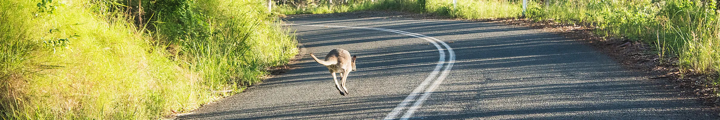 Wallaby crossing the road