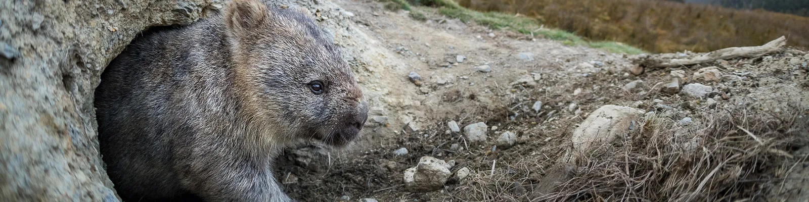 Wombat coming out of a burrow