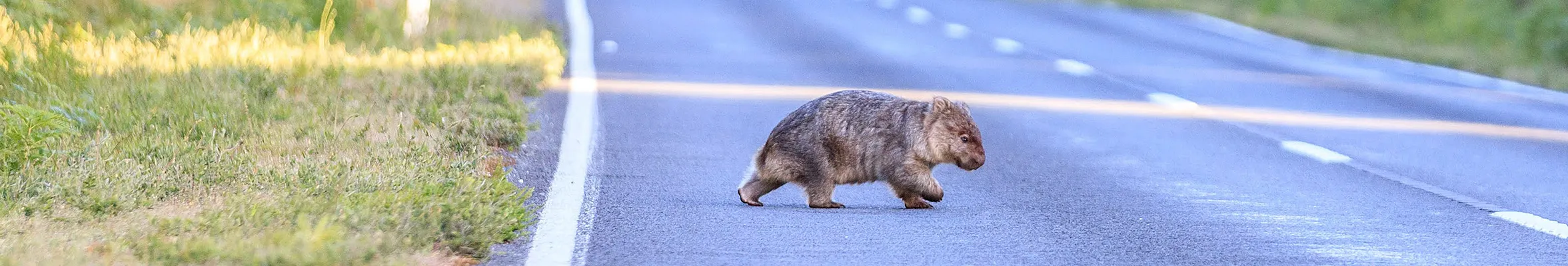 wombat crossing the road