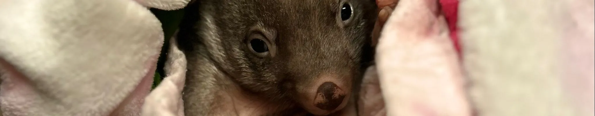 Wombat rescue