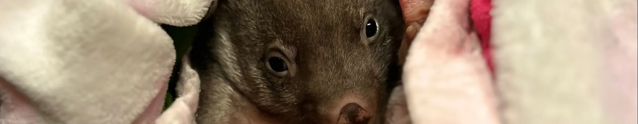 Wombat rescue