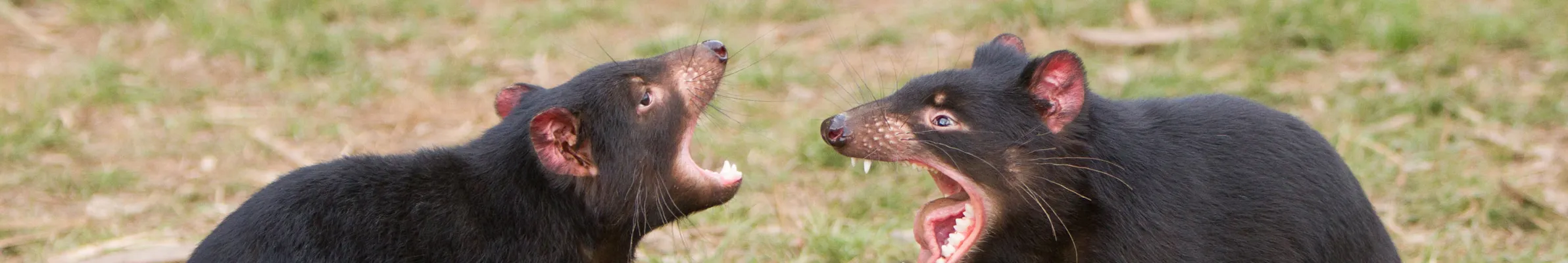 Tasmanian Devils
