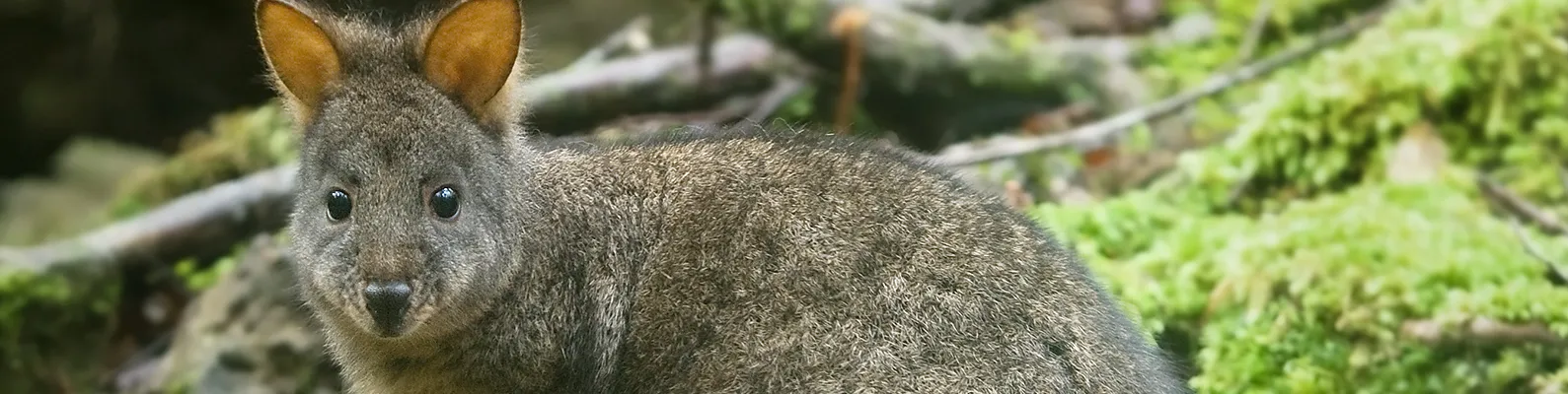 pademelon