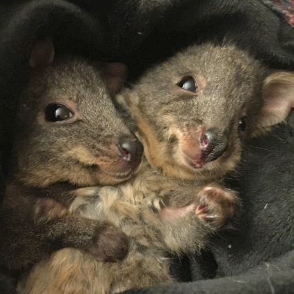 two joeys in a blanket