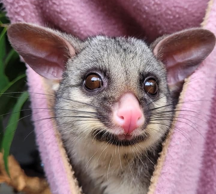 Caring for possums