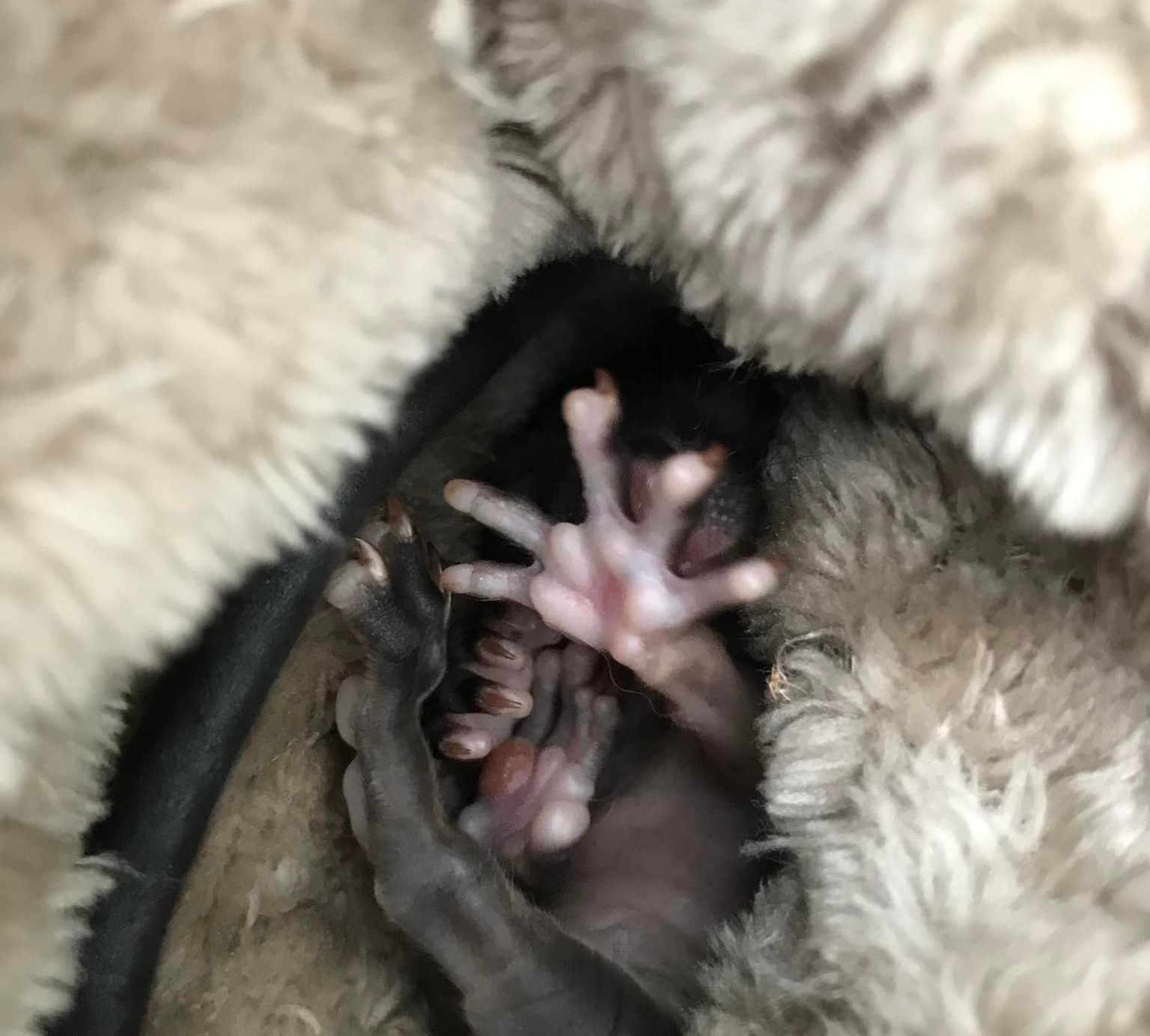 Caring for baby animals