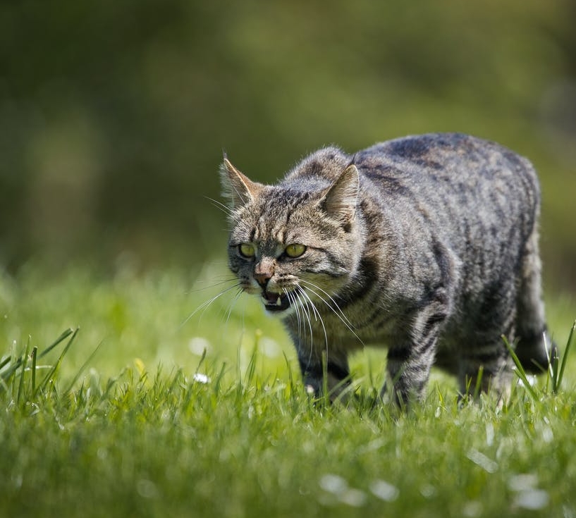 Feral cat