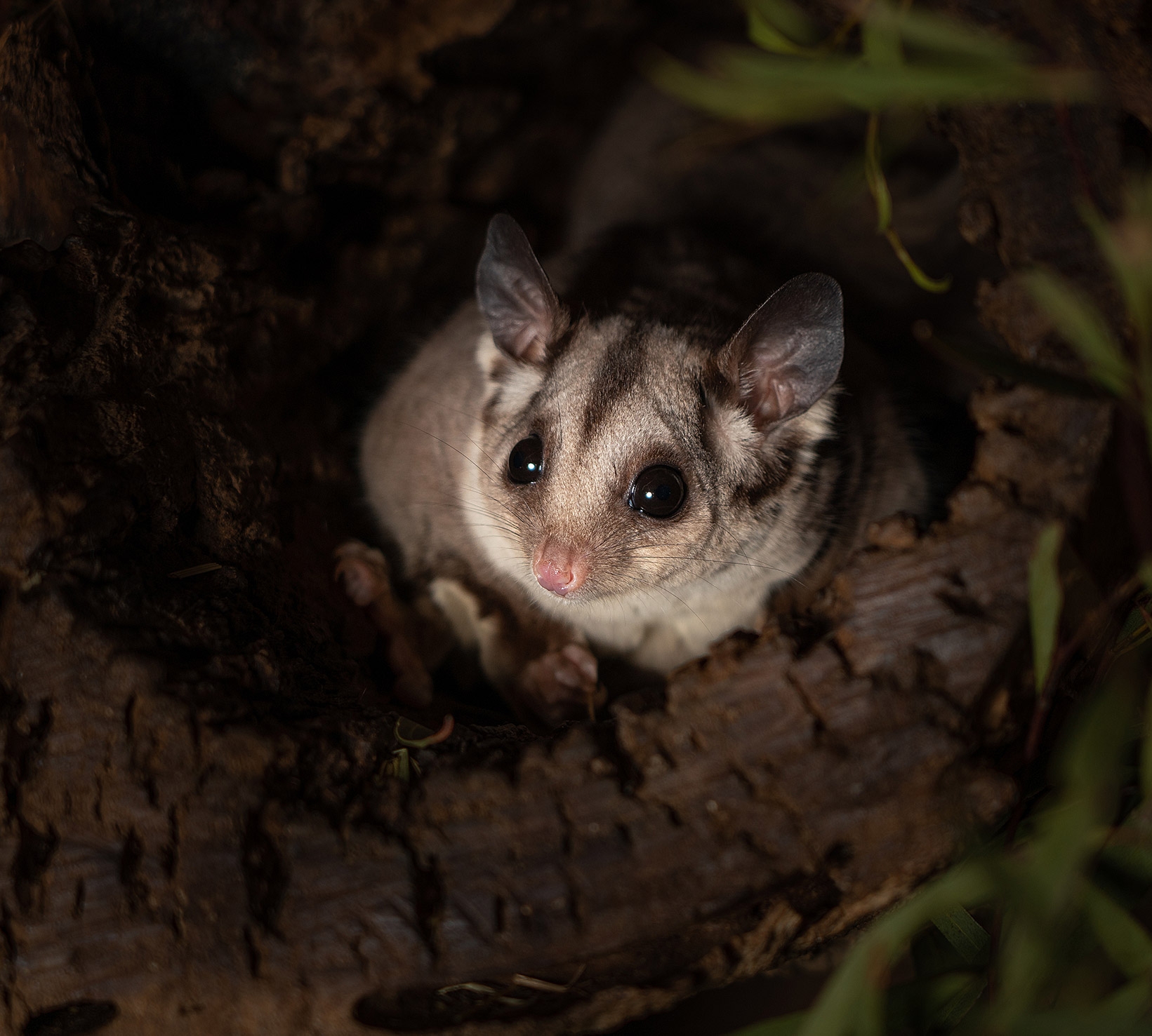 possum at night