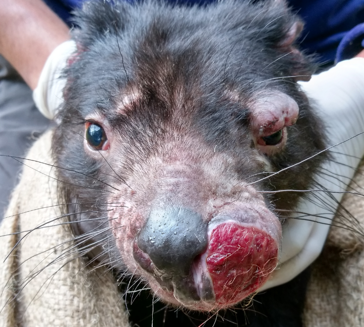 Tasmanian Devil- tumour