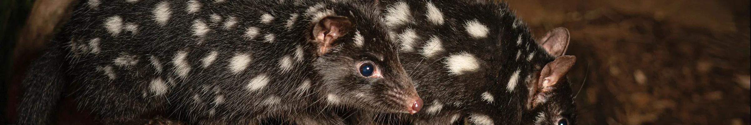 Tasmanian Spotted Quoll