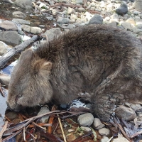 Mange wombat drinking