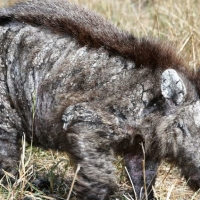 Wombat bad with bad mange
