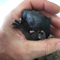 Caring for baby animals