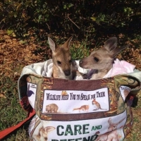 Caring for joeys