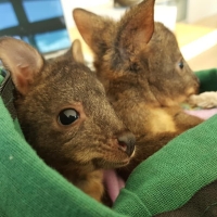 Caring for joeys