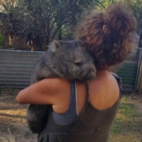 Caring for wambats