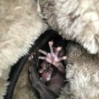 Caring for baby animals