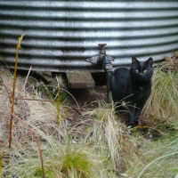 Feral Cat