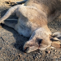 Dead kangaroo