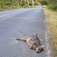 dead wallaby and car