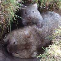 Healthy wombats
