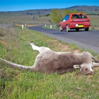 Ded kangaroo