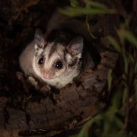 possum at night