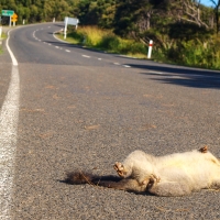 Dead possum on the road