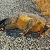 Dead possum on the road