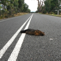 Road kill - possum