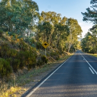 Kangaroo road sign and bush