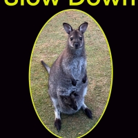 Slow down poster