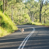 Wallaby crossing the road