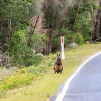 wallaby on side of the road