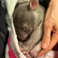 Wombat rescue