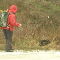 Applying cream to a wombat