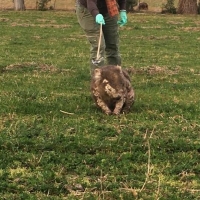 Applying cream to a wombat