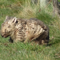 Wombat bad with bad mange