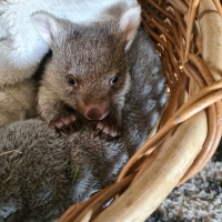 Baby wombat