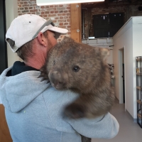 Wombat seeing the vet