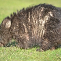 Wombat with mange