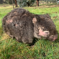Wombat with mange