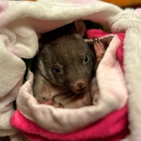 Wombat rescue